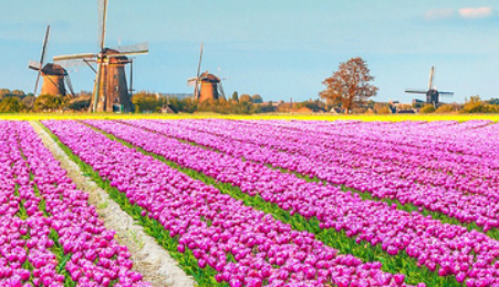 Tulip Time on Avalon Waterways 2028